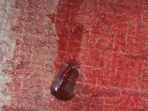 Microscoopfoto van rode verfdruiper in La rose féroce. 