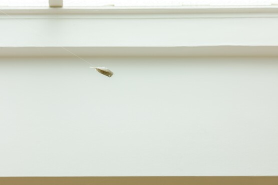 Navid Nuur, Untitled, 2002-2020, Bird feather, wire. Photo: Bram Vreugdenhil 